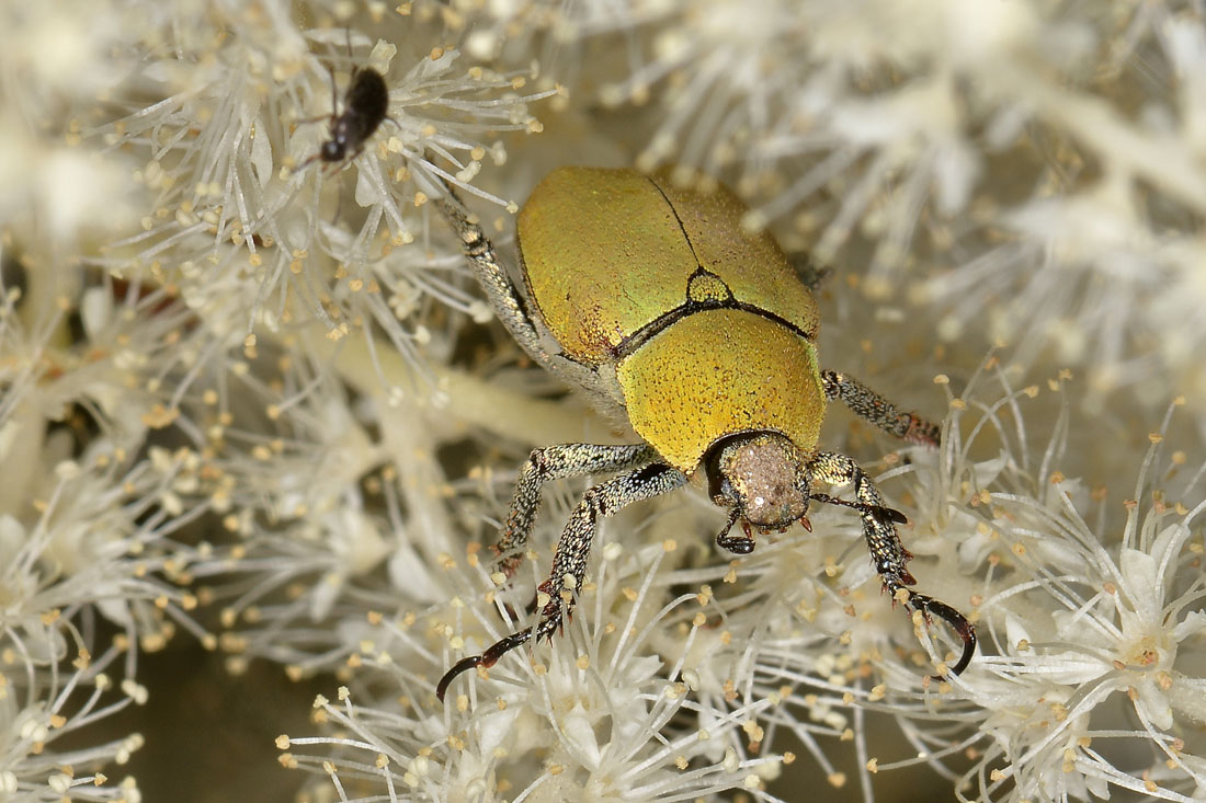 Rutelidae: Hoplia argentea anche loro?